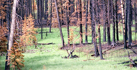 Forest scene