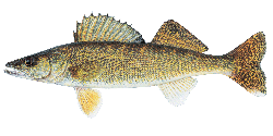 walleye